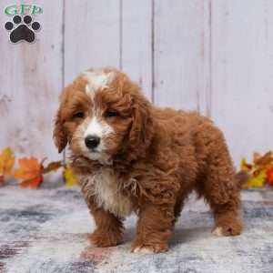 Arlo, Mini Goldendoodle Puppy